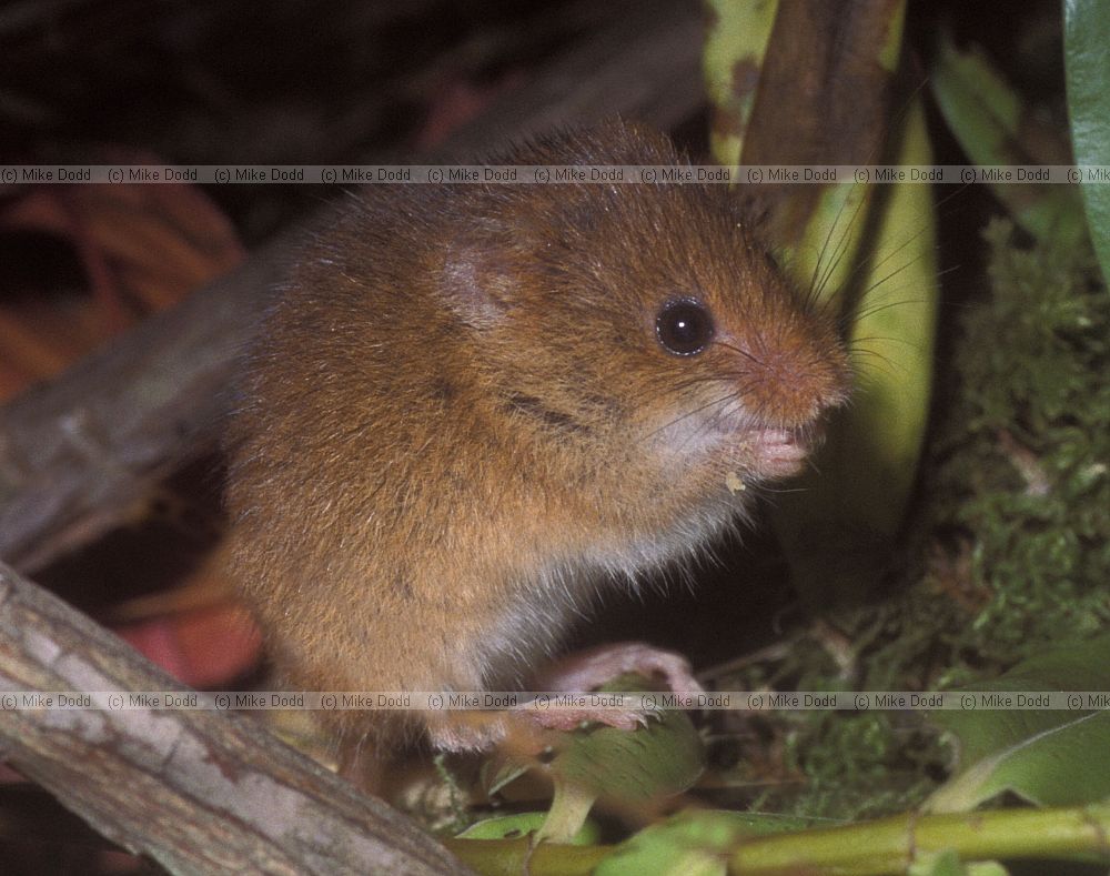 Micromys minutus Harvest Mouse