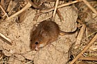 Micromys minutus Harvest Mouse