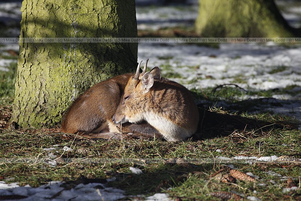 Muntiacus reeves Reeves's muntjac