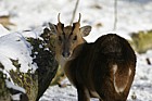 Muntiacus reevesi Reevess muntjac deer in snow