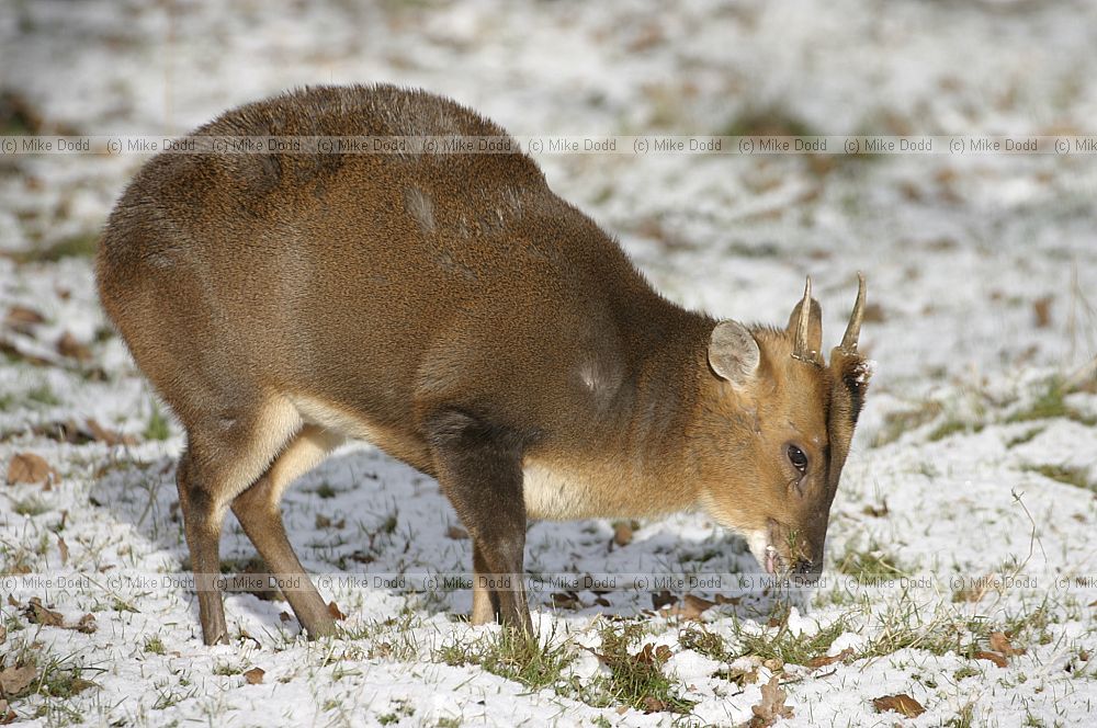 Muntiacus reevesi Reevess muntjac