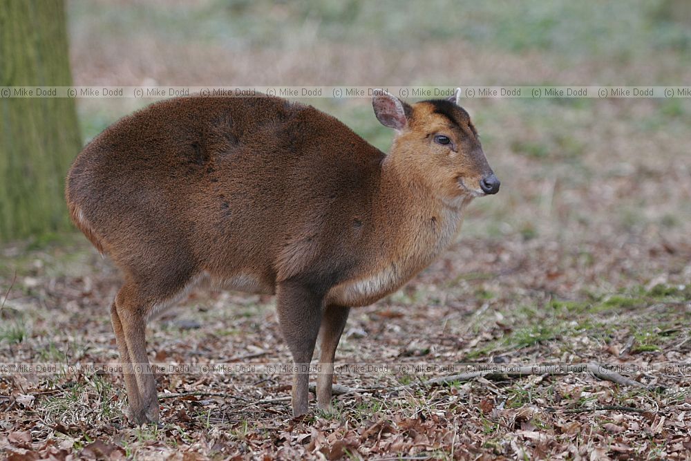 Muntiacus reevesi Reevess muntjac