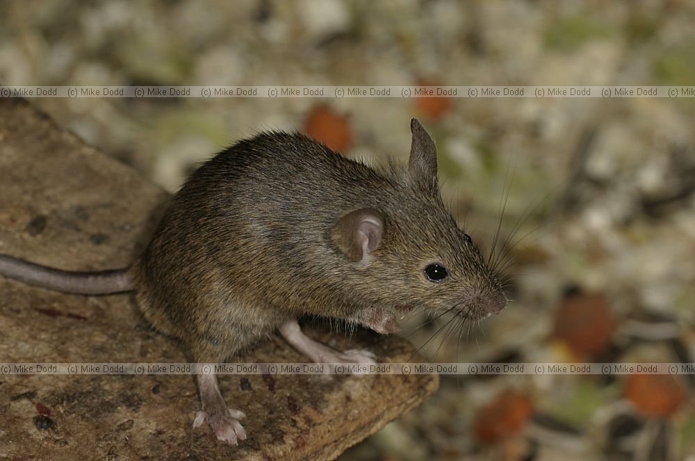 Mus musculus House mouse