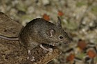 Mus musculus House mouse