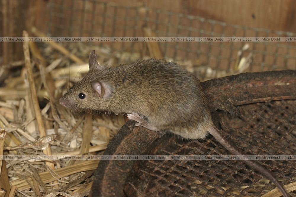 Mus musculus House mouse