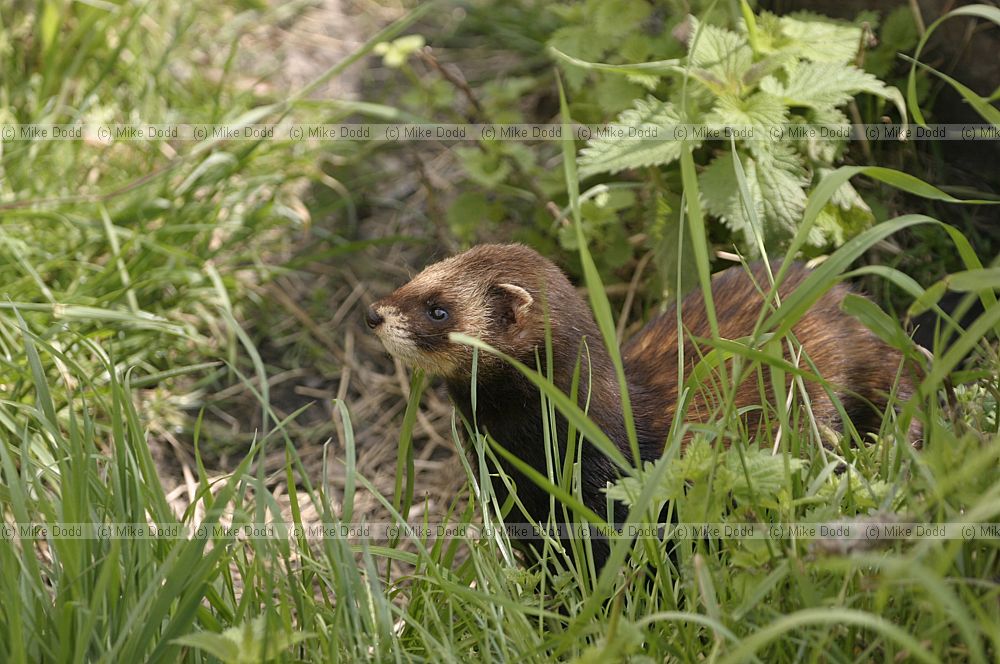 Mustela putorius European polecat