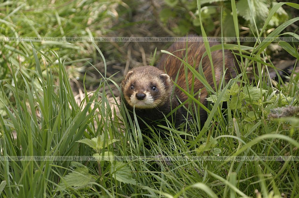 Mustela putorius European polecat