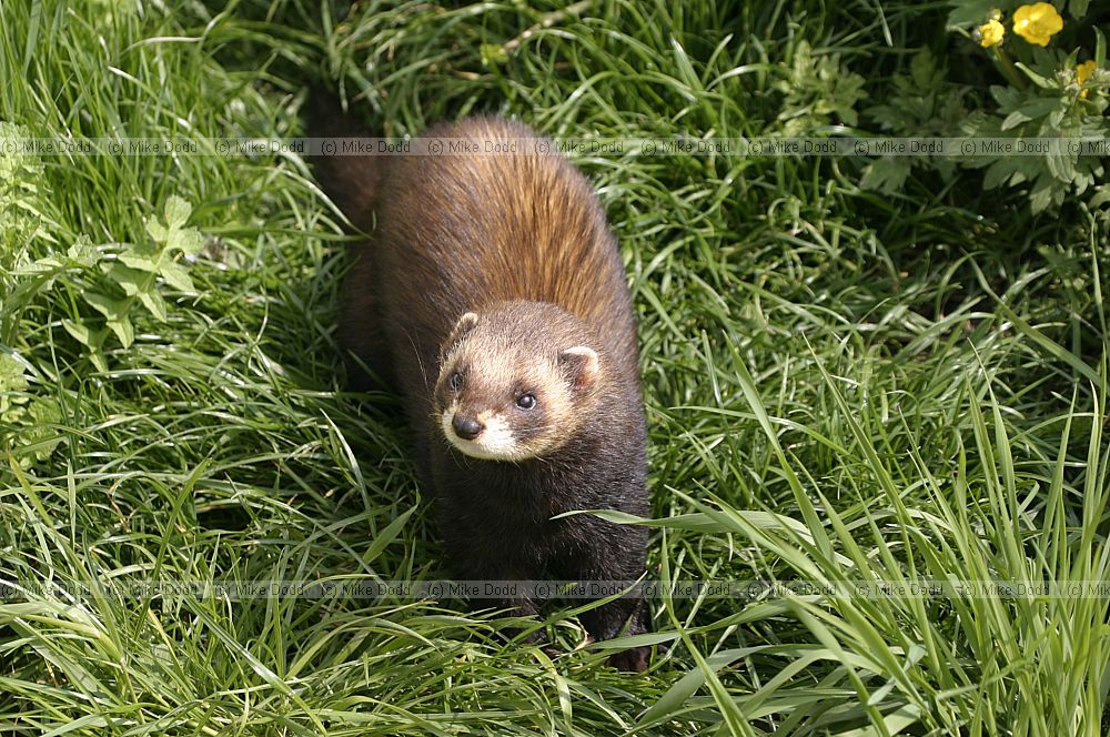 Mustela putorius European polecat