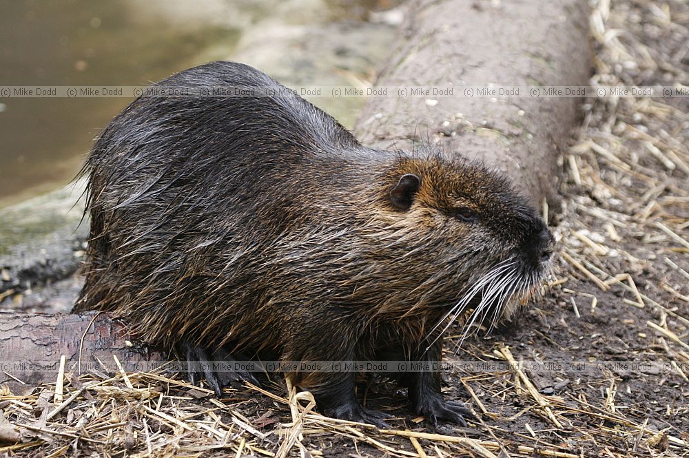 Myocastor coypus Coypu