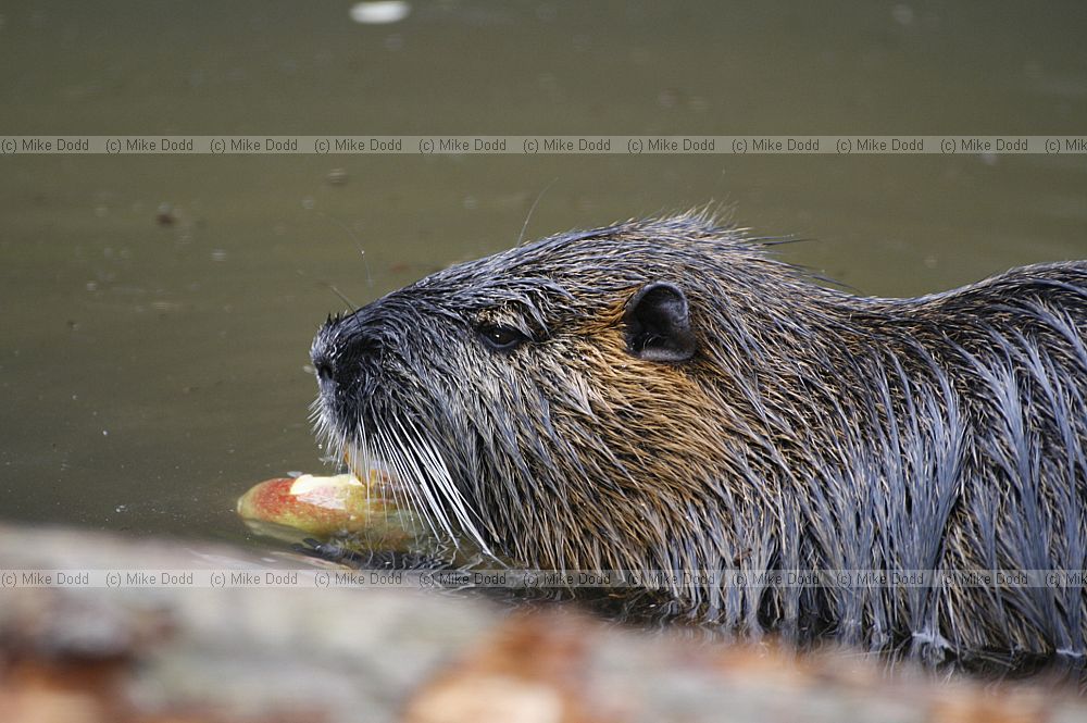 Myocastor coypus Coypu
