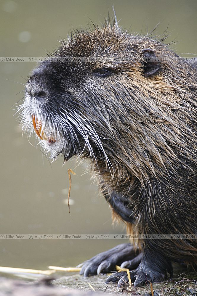 Myocastor coypus Coypu