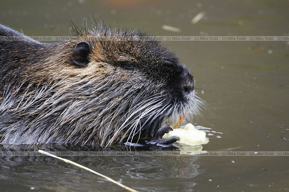 Myocastor coypus Coypu