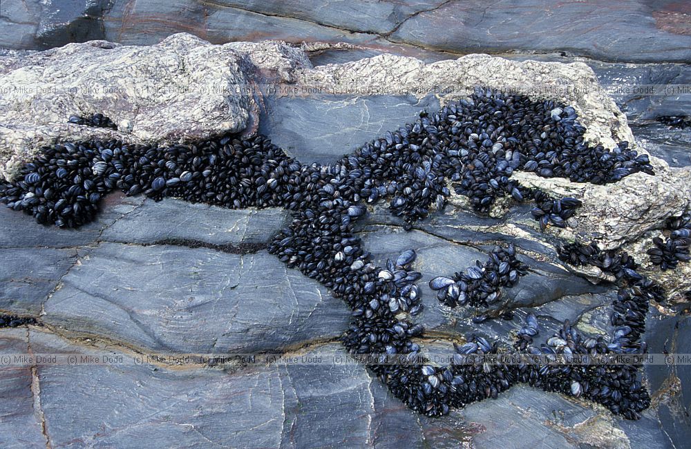 Mytilus edulis Mussels
