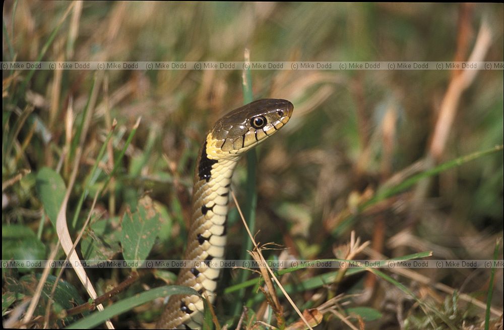 Natrix natrix Grass snake