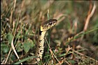 Natrix natrix Grass snake