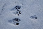 Neovison vison American mink footprints in snow (?)