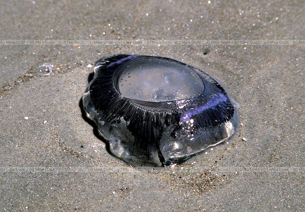 Jellyfish Otago peninsula