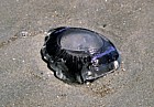 Jellyfish Otago peninsula