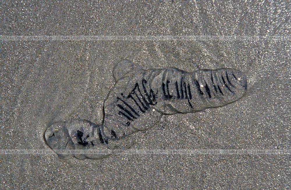 Jellyfish Otago peninsula