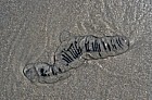 Jellyfish Otago peninsula