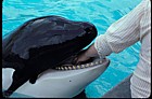 Orcinus orca Killer whale