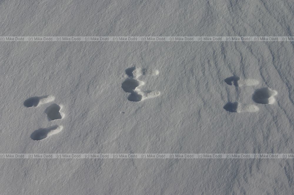 Oryctolagus cuniculus Rabbit tracks in snow