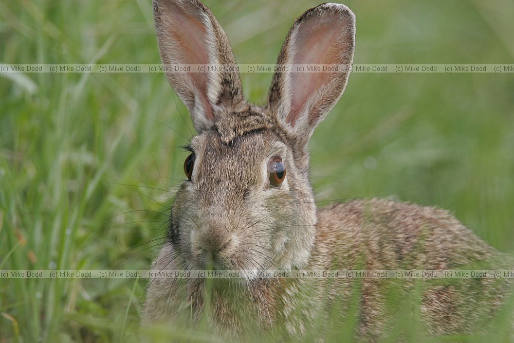 Oryctolagus cuniculus European Rabbit