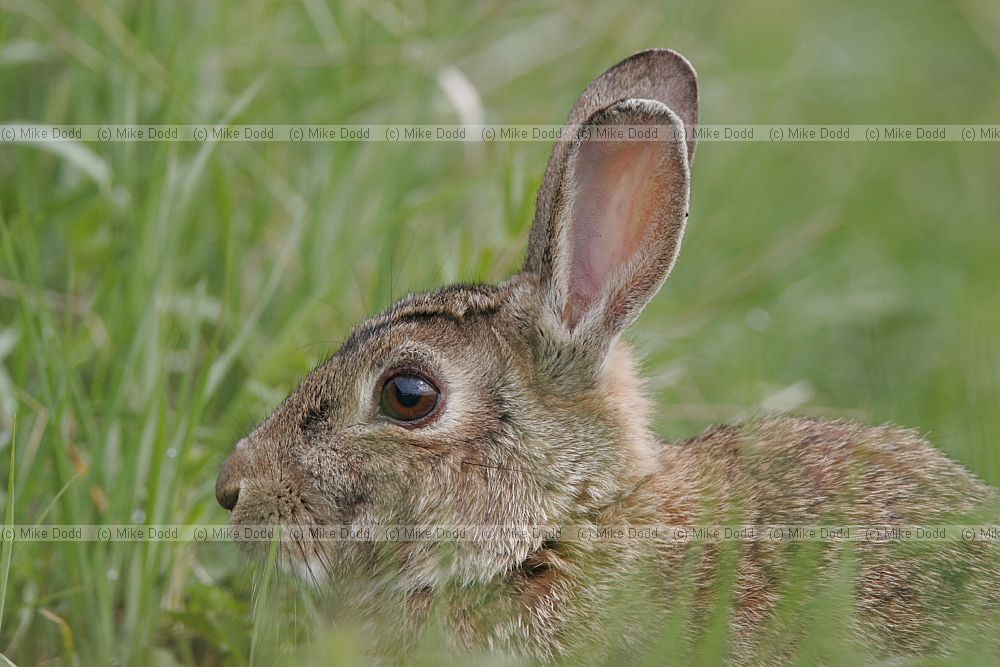 Oryctolagus cuniculus European Rabbit
