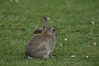 Oryctolagus cuniculus European Rabbit