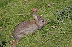 Oryctolagus cuniculus European Rabbit
