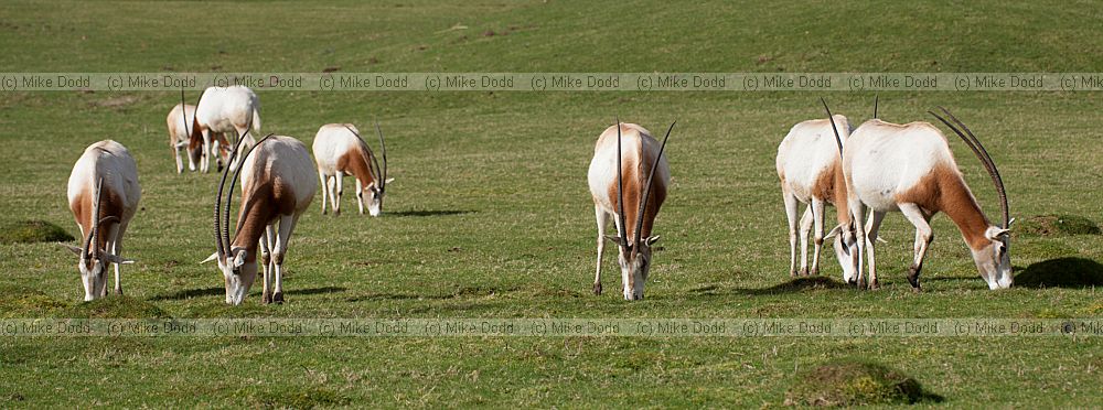 Oryx dammah Scimitar-horned oryx