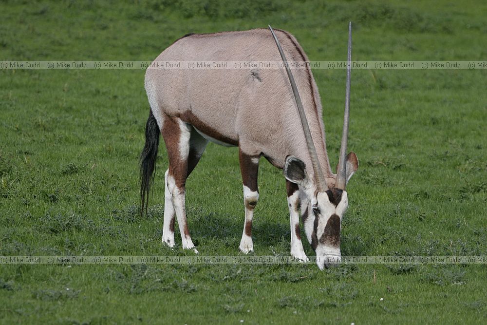Oryx gazella Gemsbok