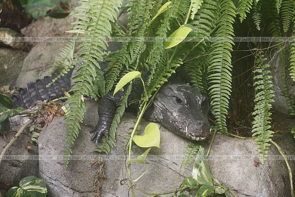 Osteolaemus tetraspis tetraspis West African Dwarf Crocodile