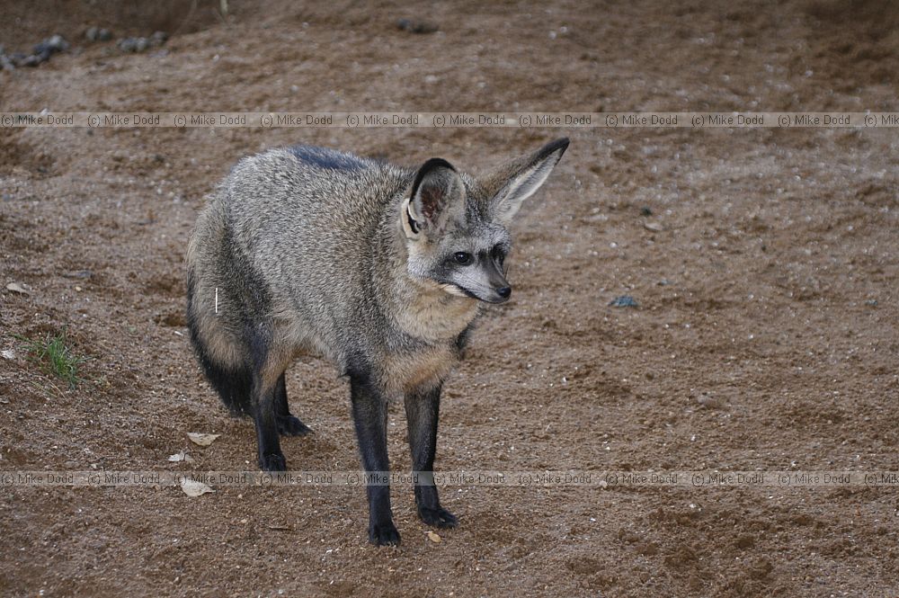 Otocyon megalotis Bat-eared fox