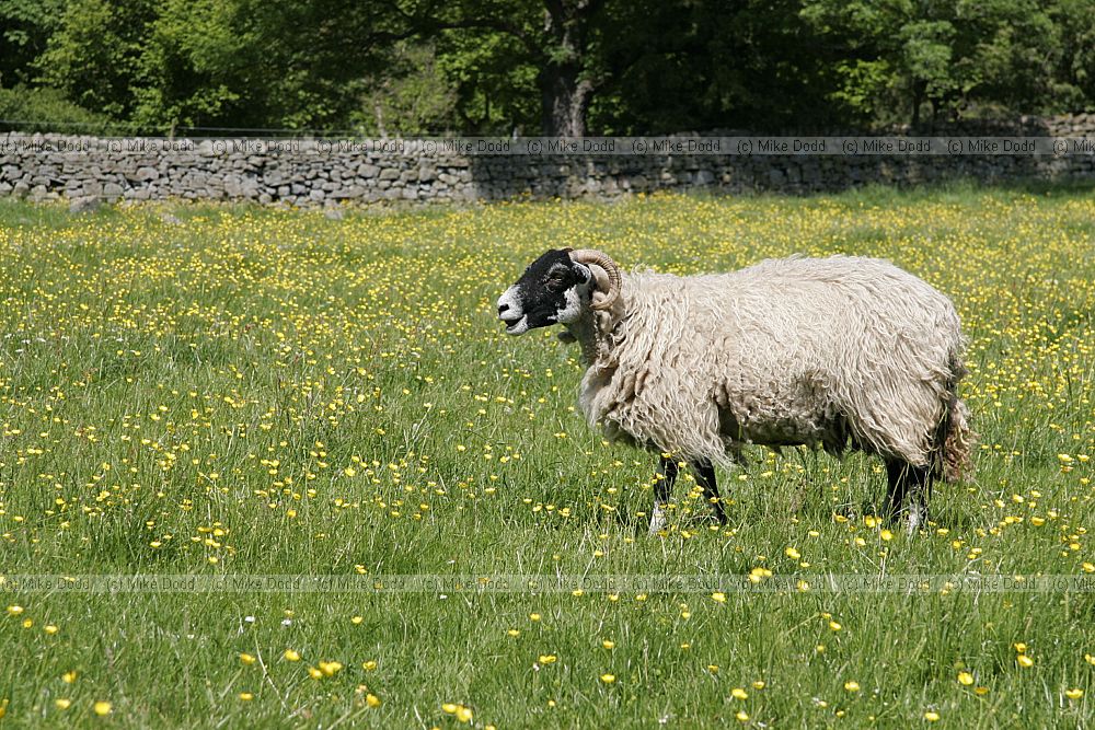 Ovis aries Sheep