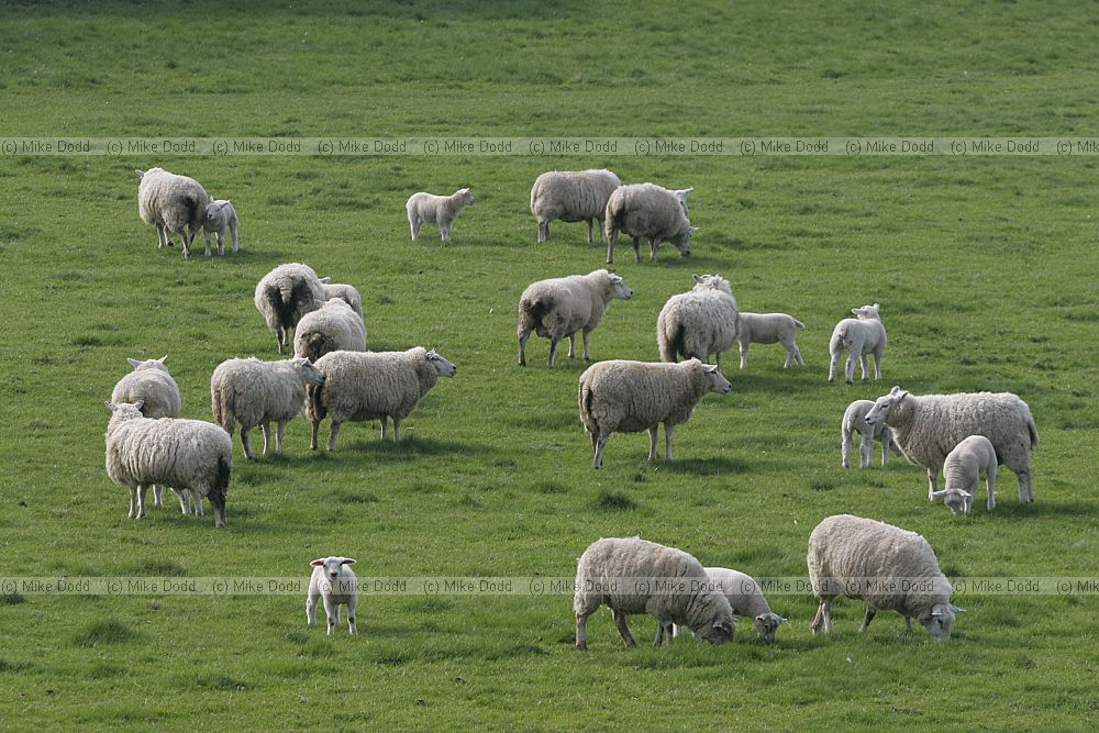 Ovis aries Sheep and lambs grazing at Avebury stone circle