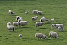 Ovis aries Sheep and lambs grazing at Avebury stone circle