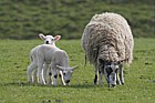 Ovis aries Sheep and lambs grazing at Avebury stone circle