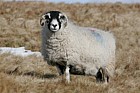 Ovis aries Sheep