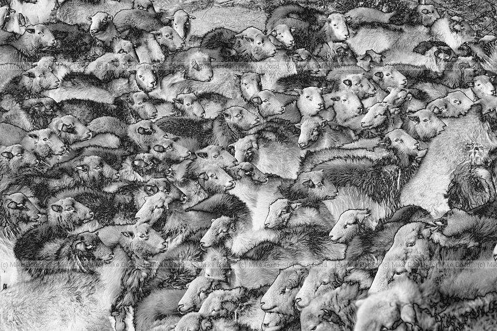 Ovis aries Sheep being rounded up