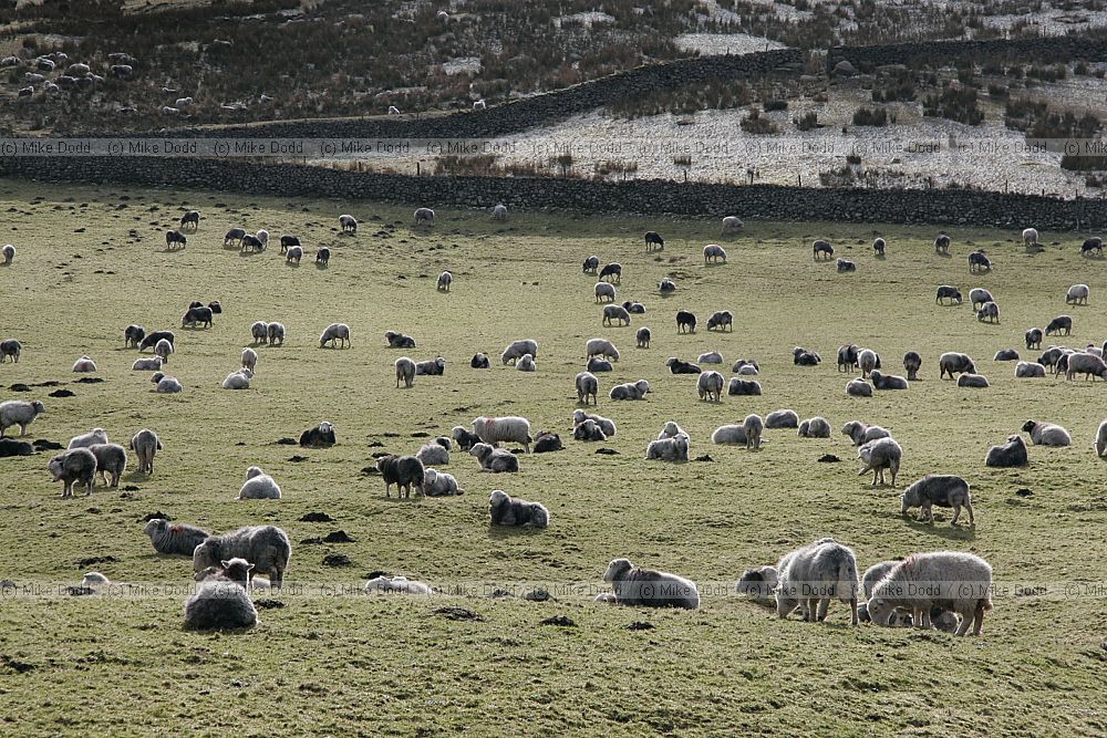 Ovis aries Herdwick sheep