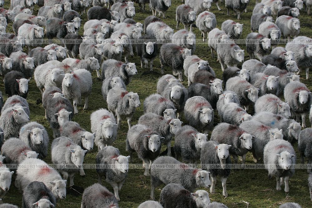 Ovis aries Herdwick sheep