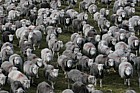 Ovis aries Herdwick sheep