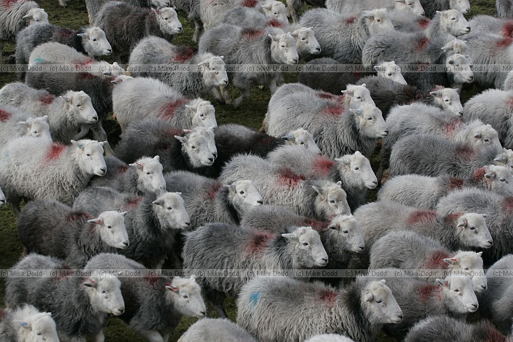 Ovis aries Herdwick sheep