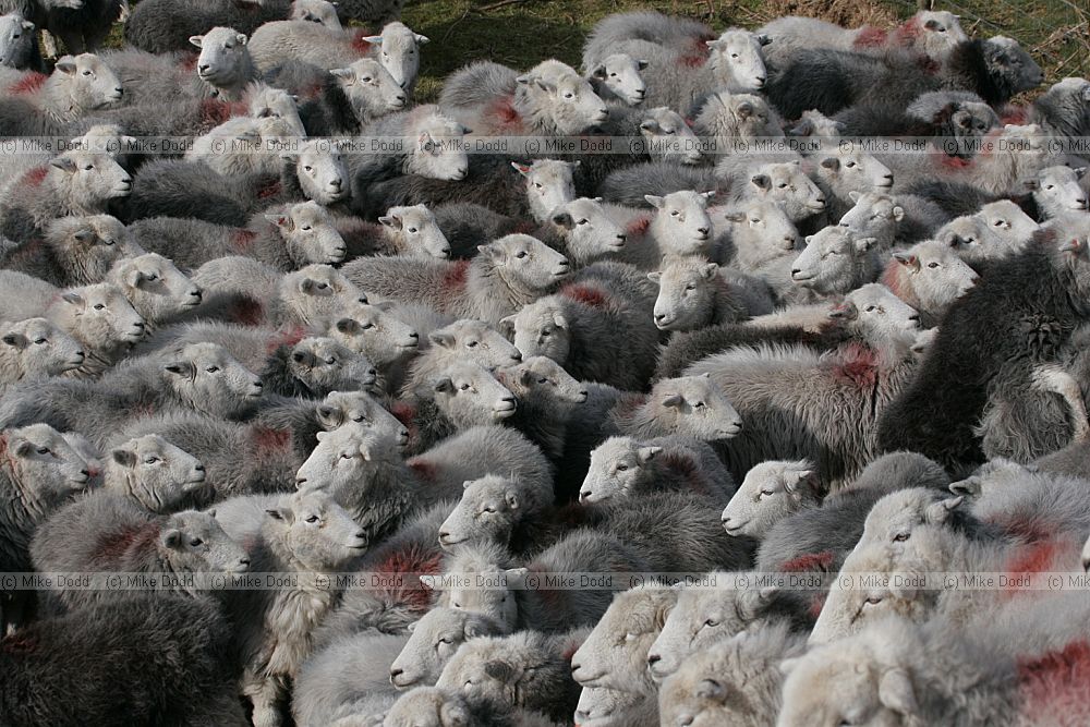 Ovis aries Herdwick sheep