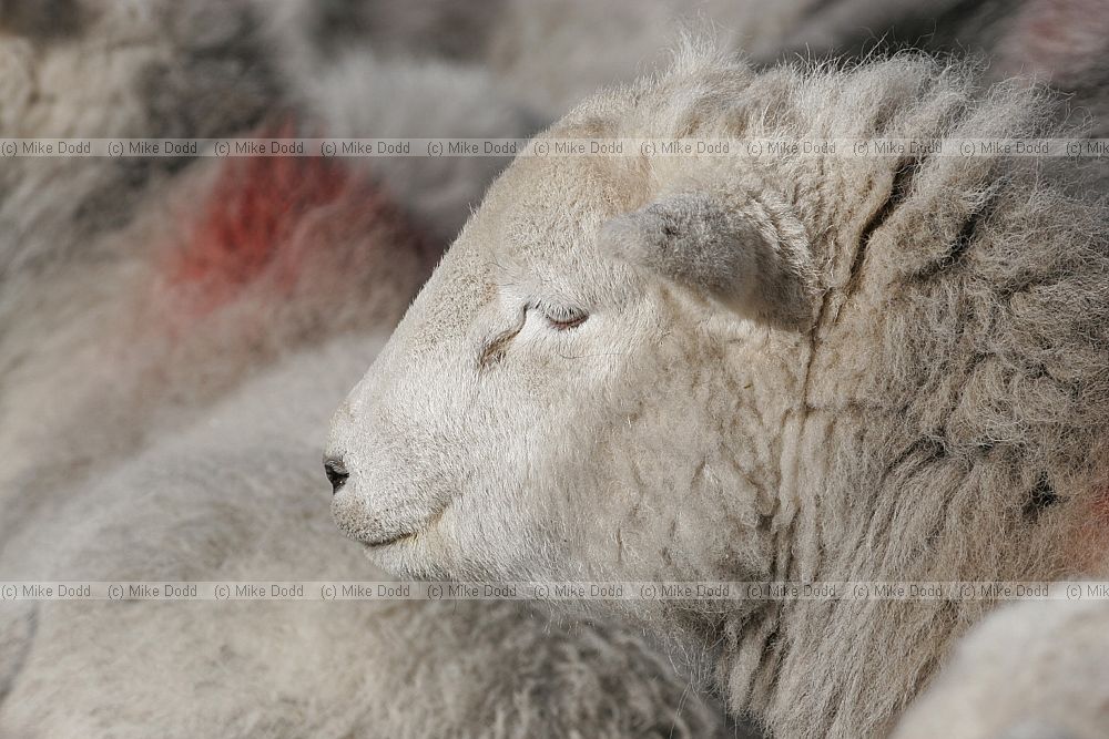 Ovis aries Herdwick sheep