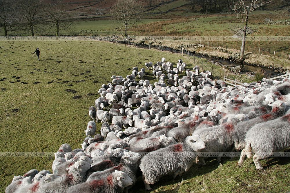 Ovis aries Herdwick sheep