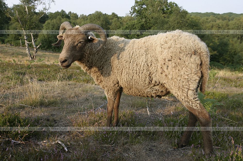 Ovis aries Manx Loaghtan sheep a primative rare breed being used to graze a nature reserve