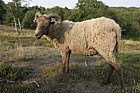 Ovis aries Manx Loaghtan sheep a primative rare breed being used to graze a nature reserve