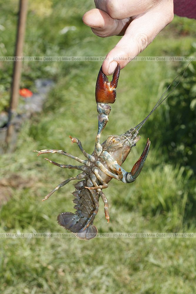 Pacifastacus leniusculus American signal crayfish